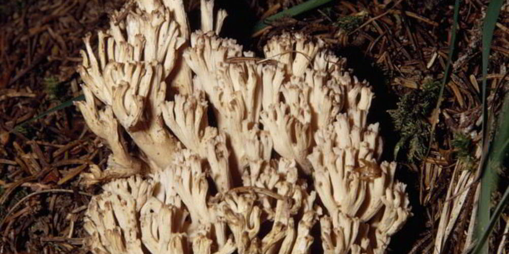 Рецепт вареных грибов рогатики