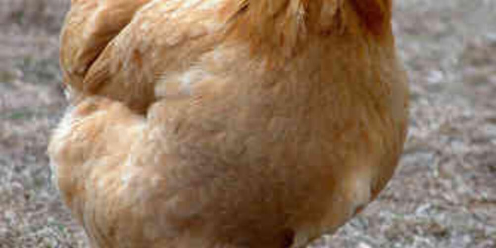 Рецепт курицы на раз, два, три