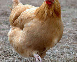 Курица на раз, два, три