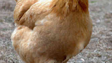 Курица на раз, два, три