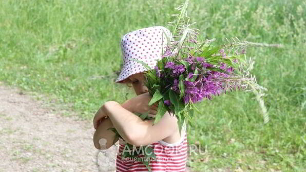 иван-чай ферментированный гранулированный