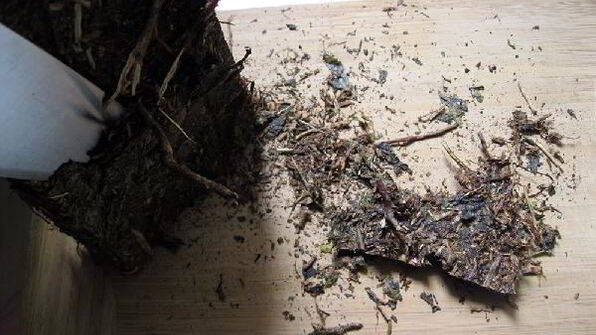 калмыкский чай