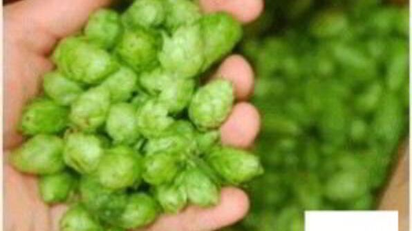 домашнее пиво из свеклы