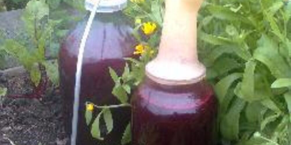 Рецепт домашнего вина из черной смородины