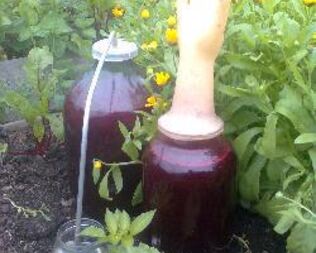 Домашнее вино из черной смородины