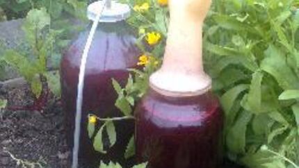 Домашнее вино из черной смородины