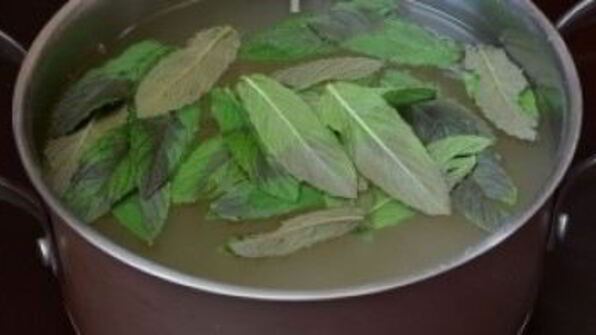 квас из ревеня