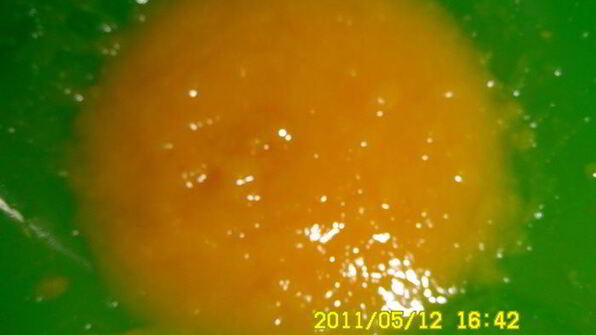 персиковый коктейль солнечный зайчик