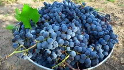 Виноградное вино