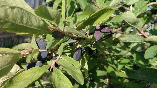 соус из жимолости к мясу