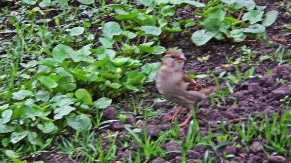 холодник на кефире с маринованной свеклой
