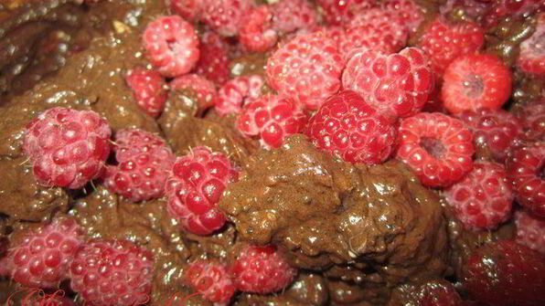 шоколадный торт без выпечки