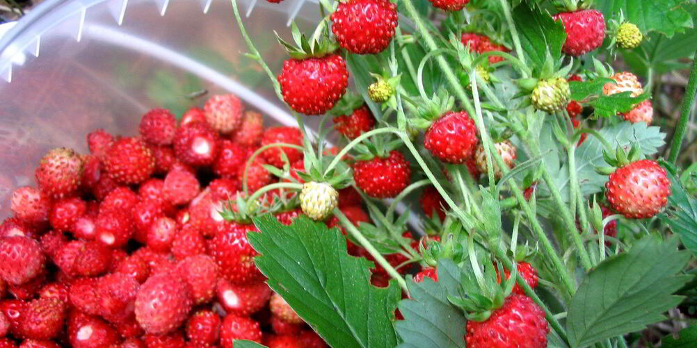 Рецепт компота из земляники на зиму