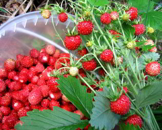 Компот из земляники на зиму