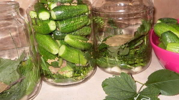 маринованные огурчики по-польски