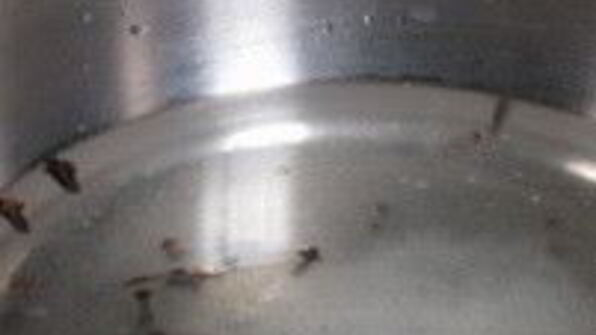 патиссоны, маринованные с помидорами