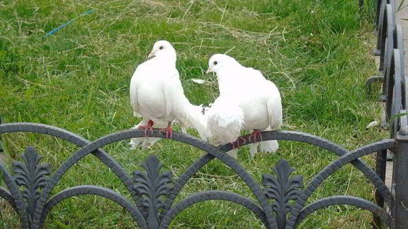 походный бутерброд