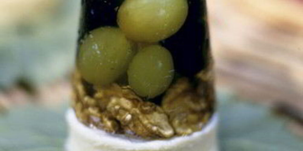 Рецепт камамбера с виноградным желе