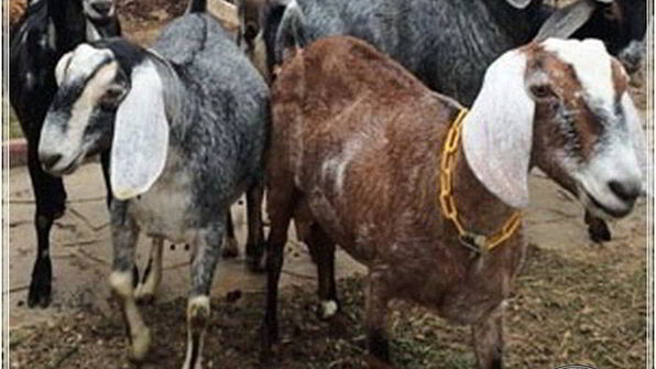 сыр кроттен из молока англо-нубийских коз