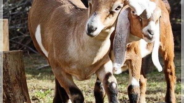 сыр кроттен из молока англо-нубийских коз