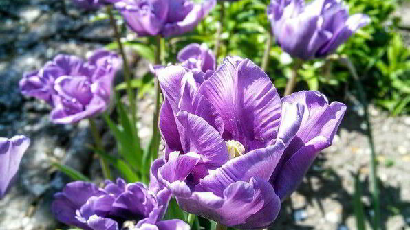 ревеневый тарт с ванильным пудингом и штройзелем